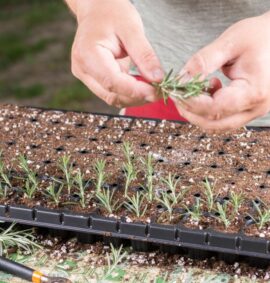 Plant Propagation - Level 4 training course