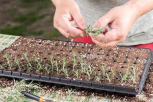 Plant Propagation - Level 4 - 4N1990 - QQI Course 